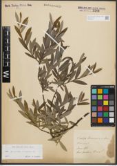 Foto von Salix purpurea L. x Salix repens L.